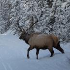 Big Elk
 /  